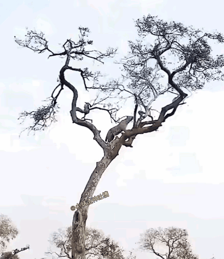 猴豹树上相搏，究竟鹿死谁手，还看谁是树上王者。