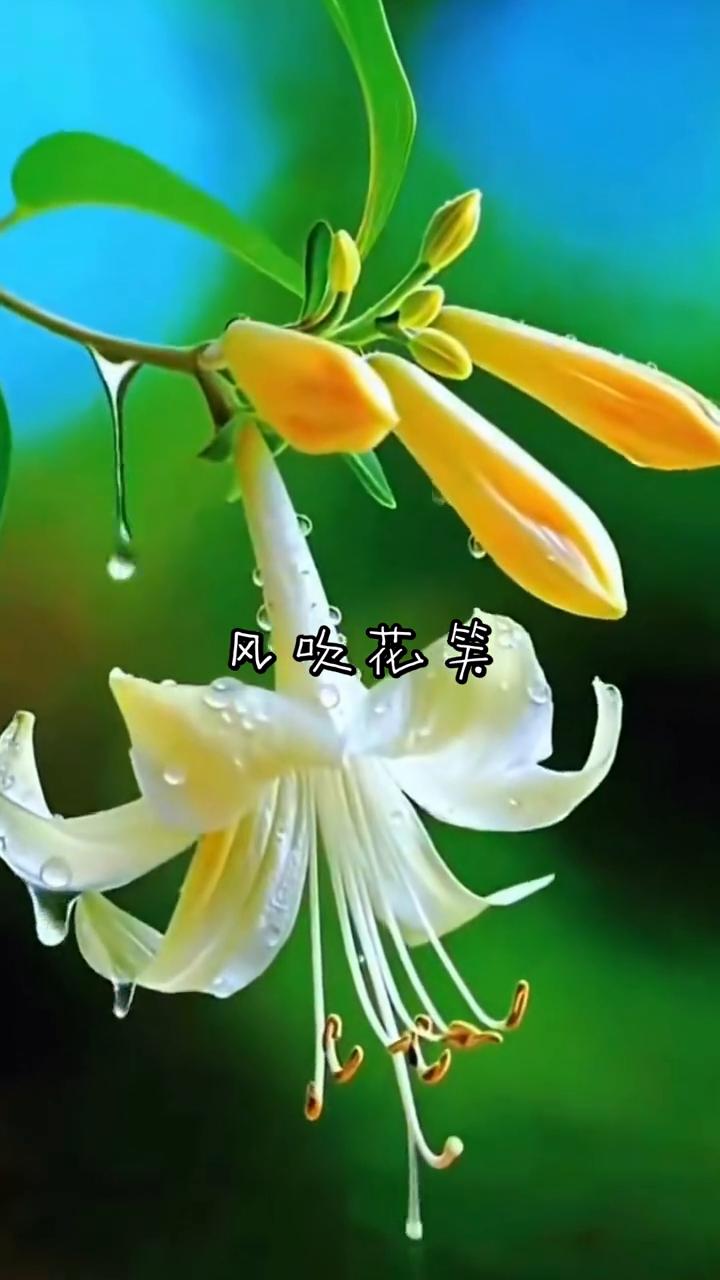 风吹花笑。