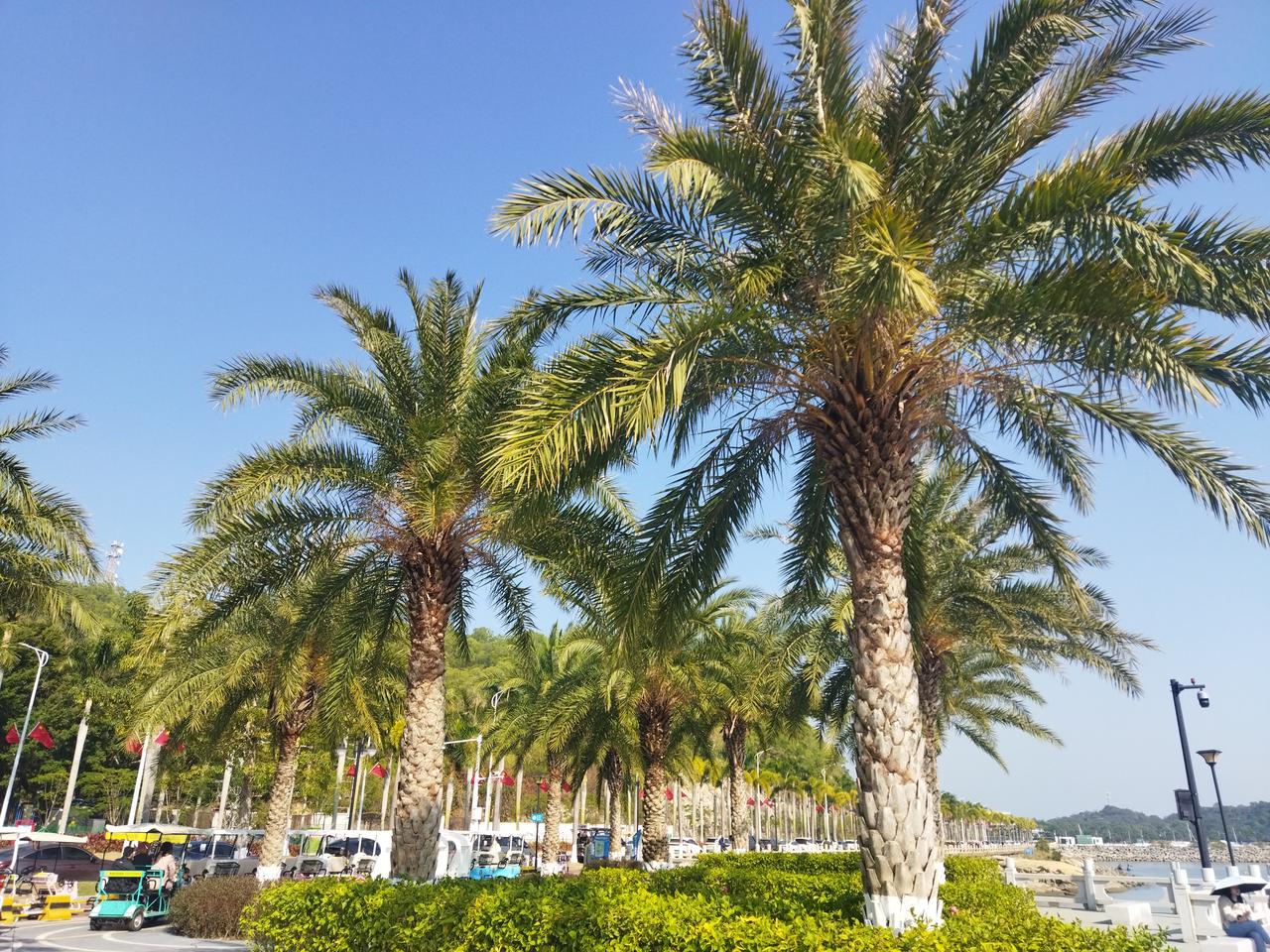 冬日生活打卡季南国风光′