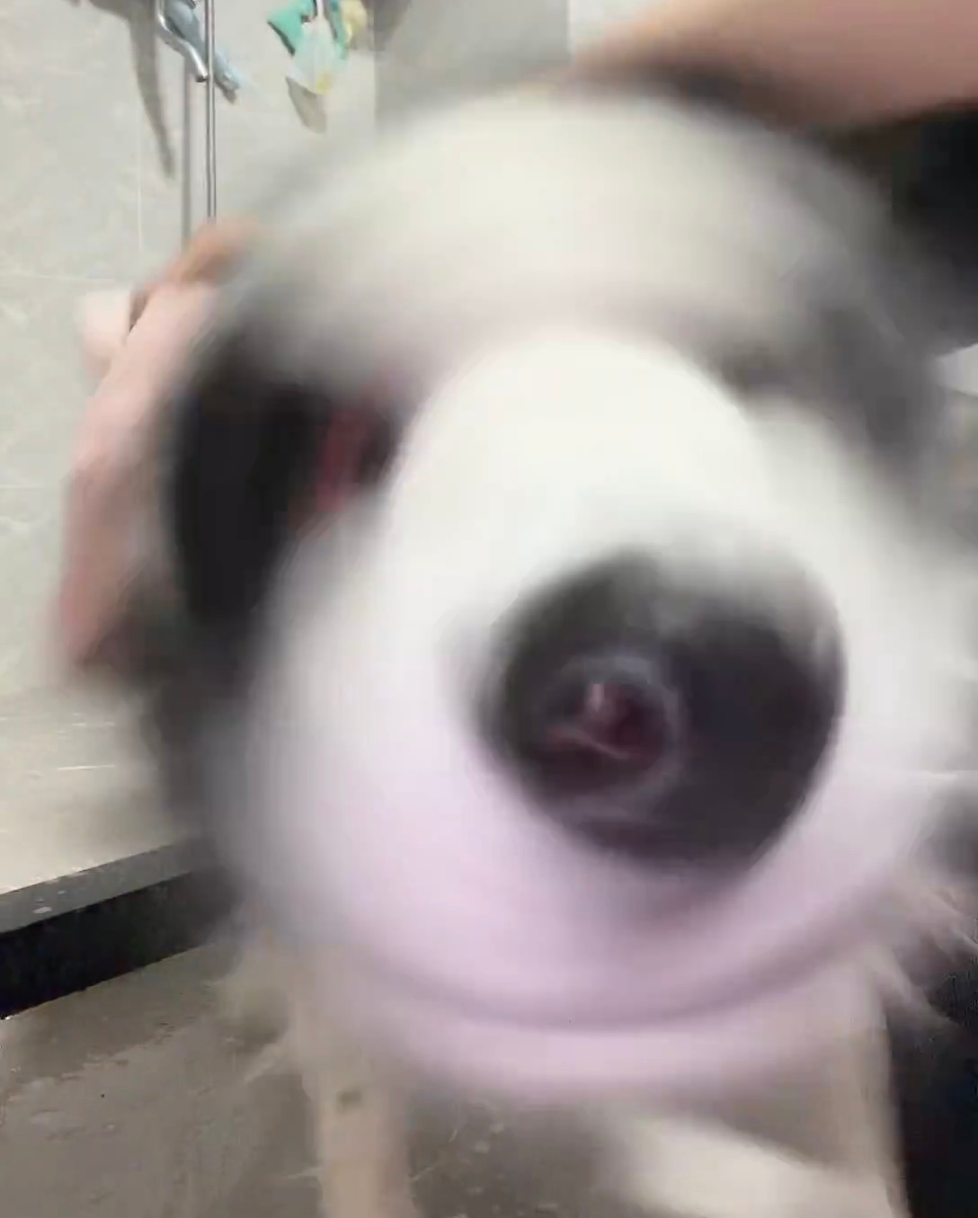 每日狗图