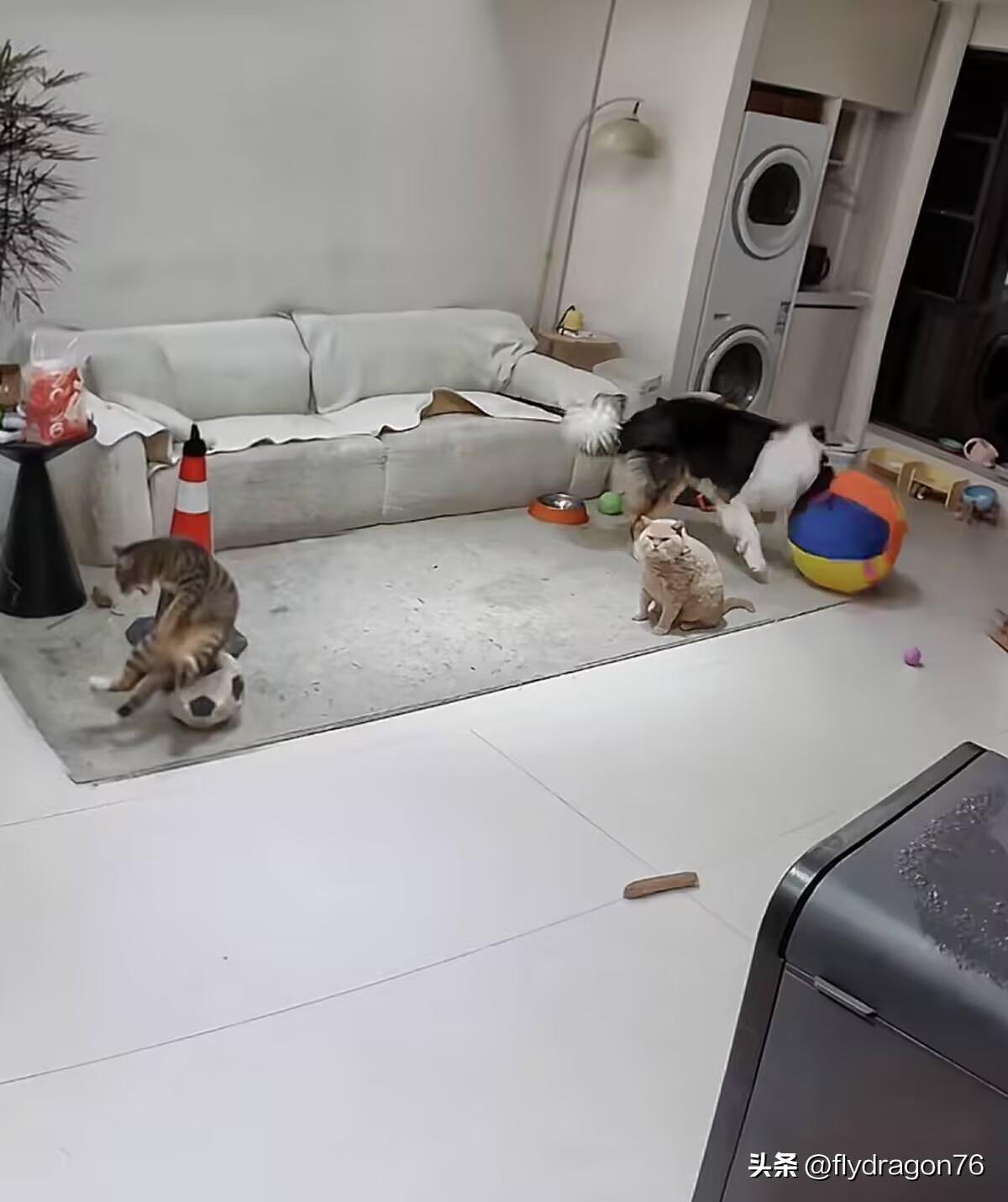 猫和老鼠含金量还在上升……

Tom诚不欺我[捂脸]