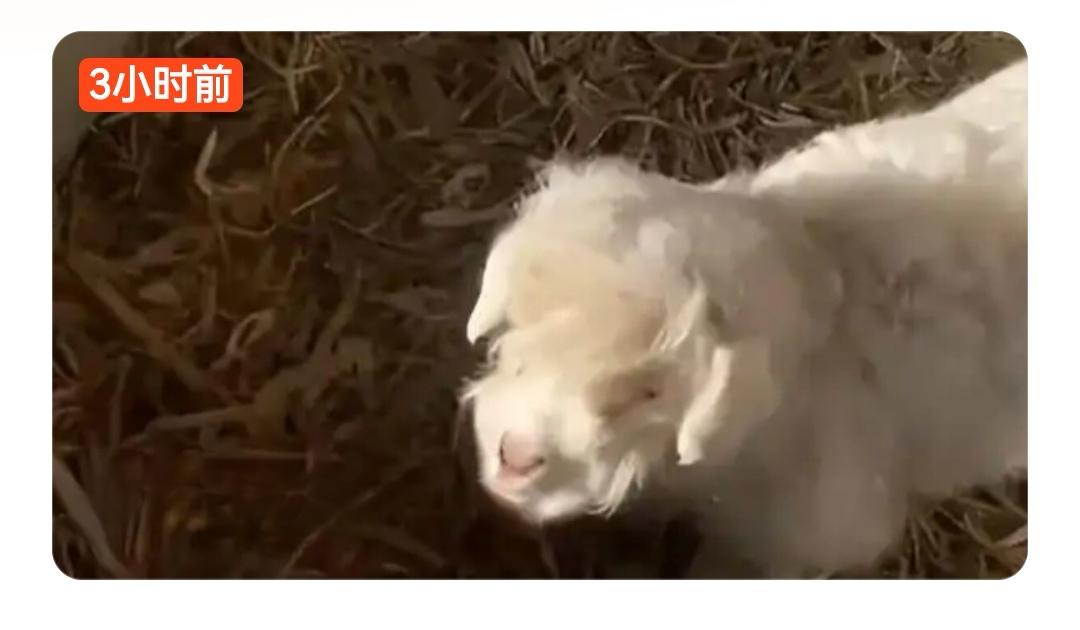 装死躲过一劫？10天小羊一碰就倒身价飙至30万，主人不卖

近日，宁夏平罗县一只