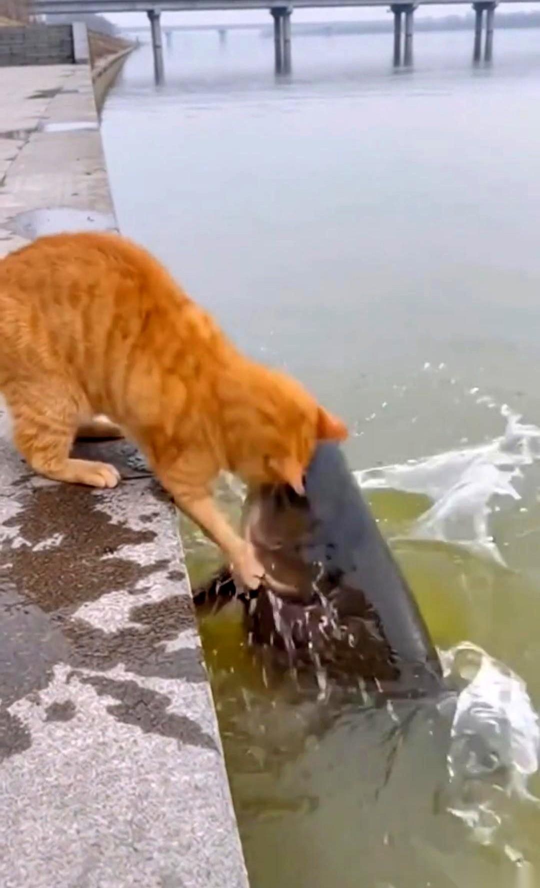 直接被拽下水的那一刻，我猜它脑子是懵的。
本来只想搞顿饭，解决一下温饱问题。
谁