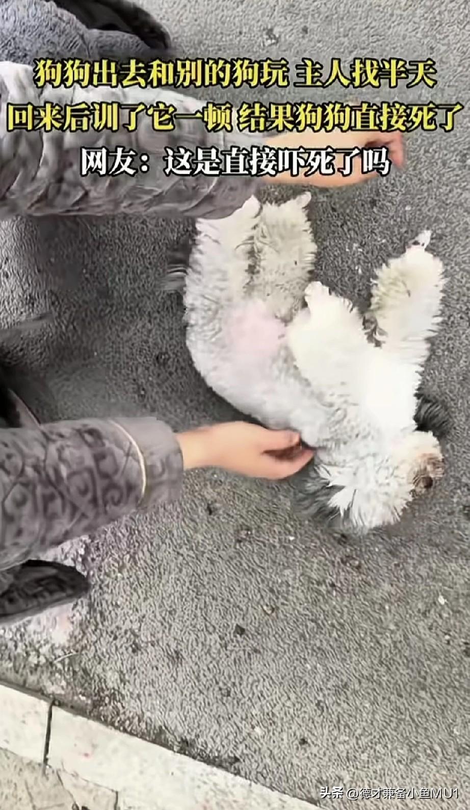 女子家中养的可爱小狗，自己偷偷跑出去和别家狗狗玩耍。女子找了许久才把它找到，回家