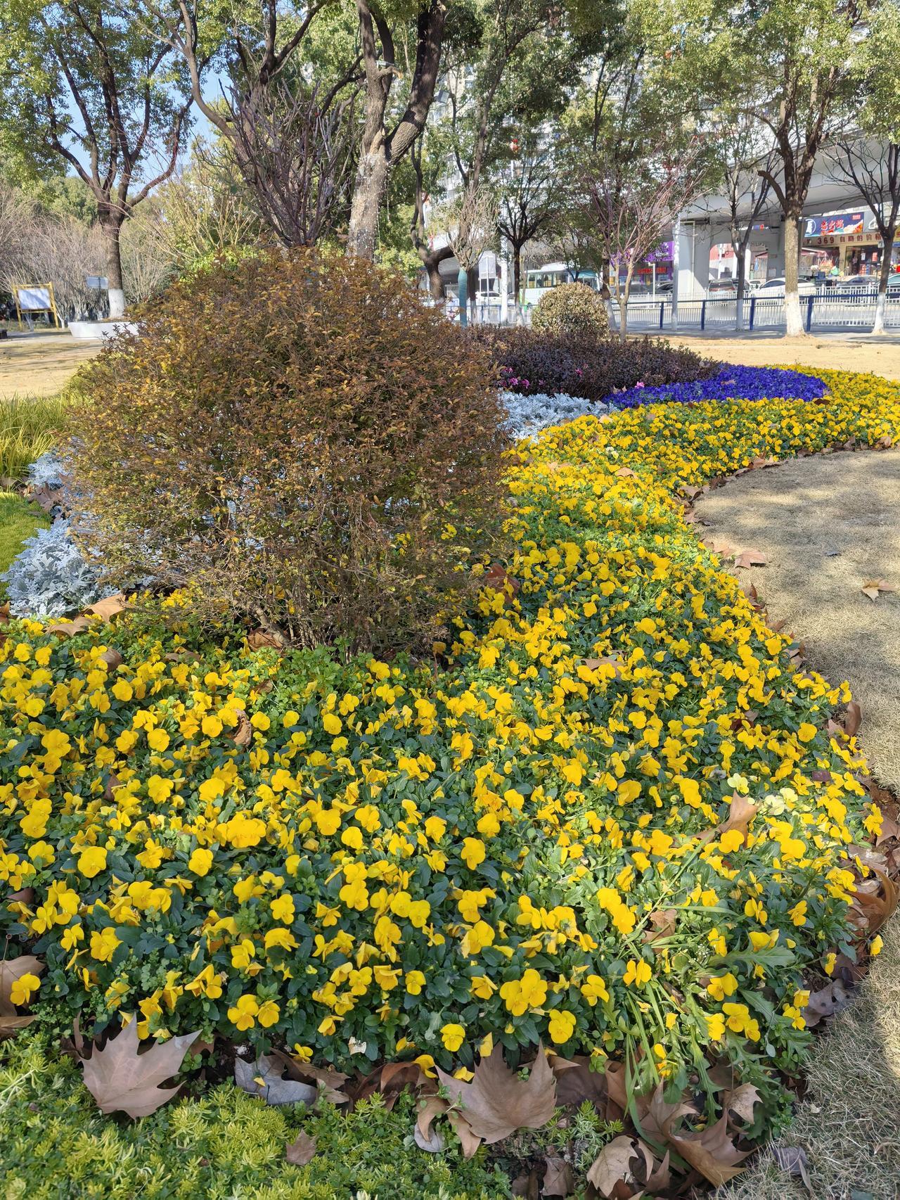 绿脉焕新处，烟火暖黄石：陈家湾广场的新生序曲
 
当颐阳路的车流带着城市的活力缓