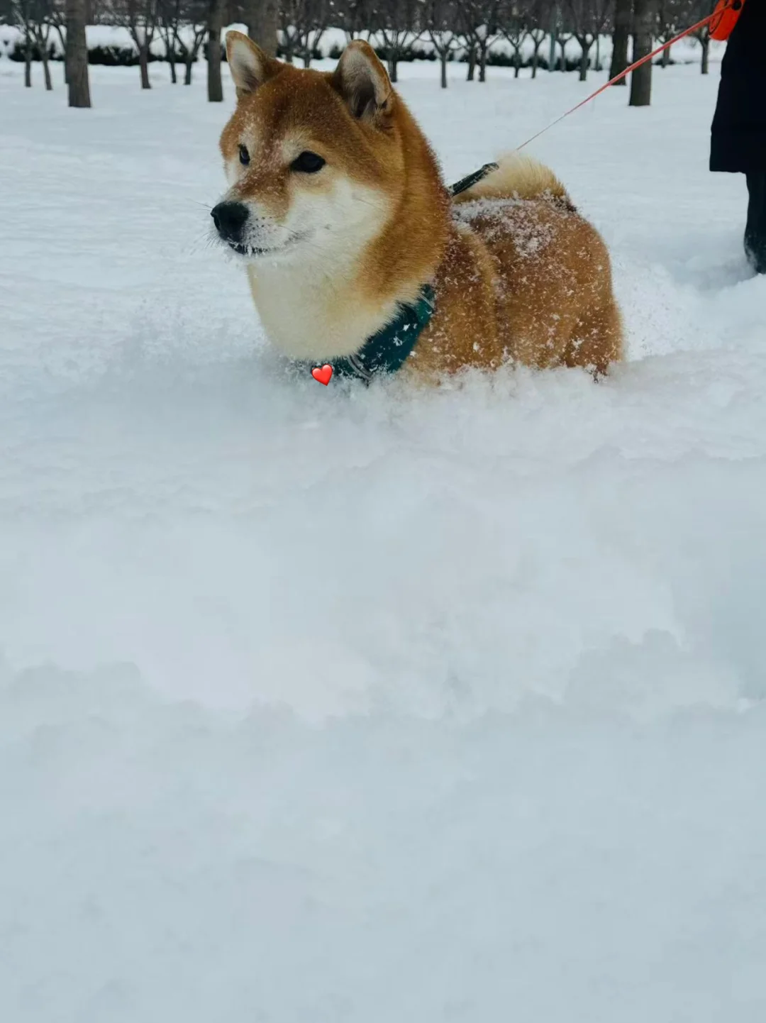 今年北京的雪也太大了