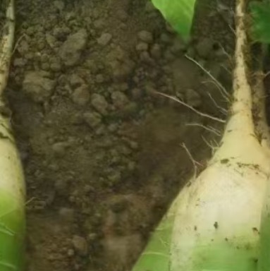 种植萝卜，选择土层深厚、疏松肥沃、排水良好、光照充足的地块，前茬作物最好不是十字