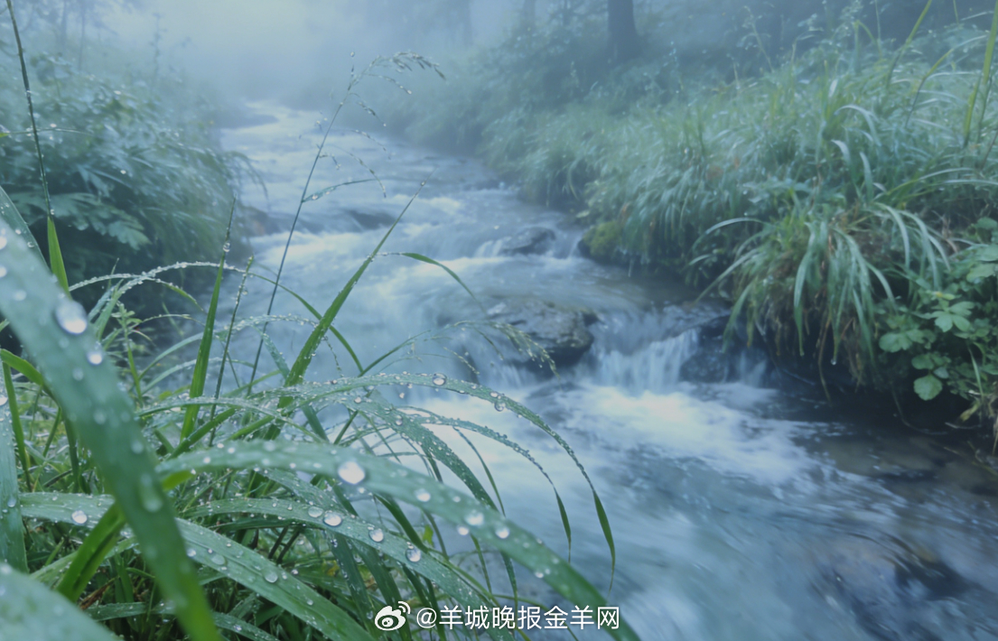 #早安# 清晨漫步在森林雨谷，薄雾轻绕，草木带着湿润的清香，溪水潺潺，风也温柔。