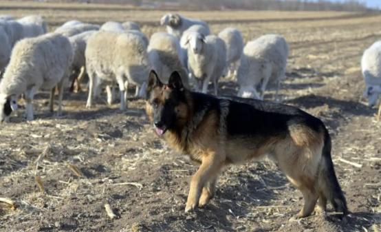狼为什么不敢抢牧羊犬的羊？成本账算得明明白白！打赢了赚一顿，打输了赔条命；就算赢