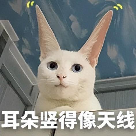 上海一男子偷保险箱却撬不开，深夜躲绿化带用石头砸…民警：全都听到了