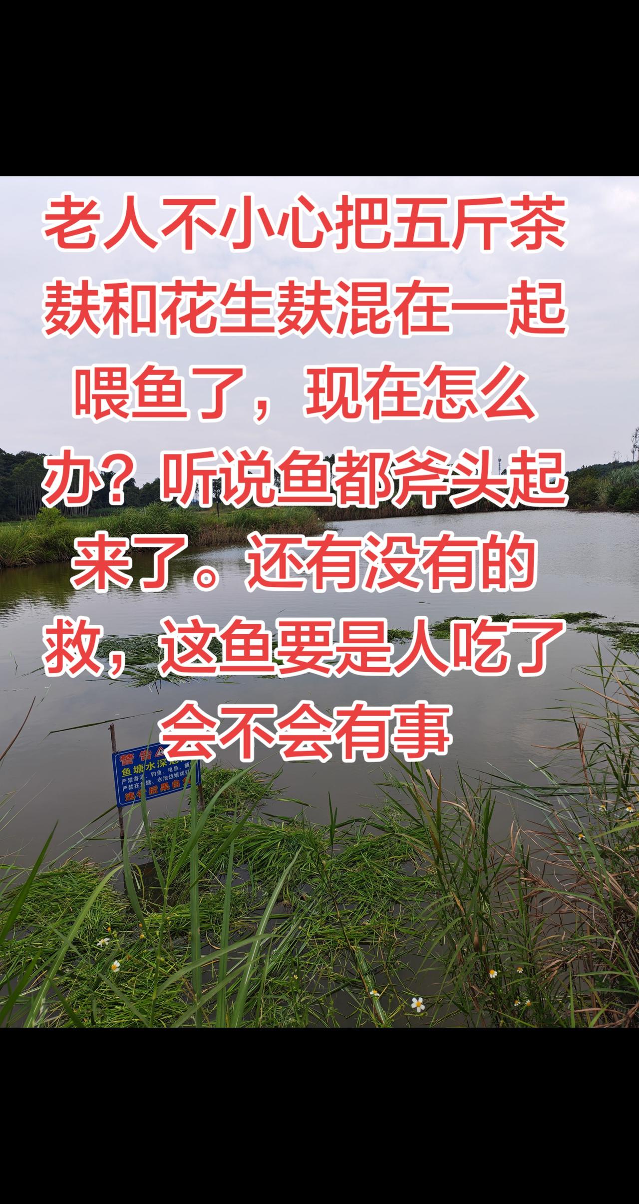 这鱼还有没有的救养鱼日记 农村生活 草鱼