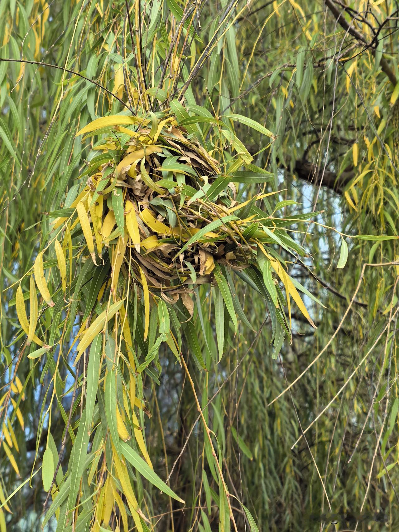 一位90后说了她今早的奇遇。

她早上乘地铁时，遇到了一位年轻姑娘，大概是晨起来