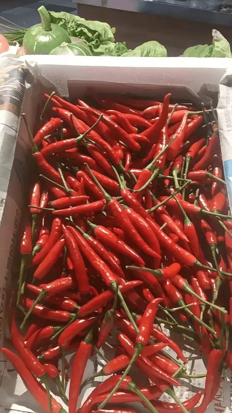 身价暴涨！浙江很多人拿来做下饭菜，老板：顾客说多贵都要买，餐桌上的小米辣
 
凌