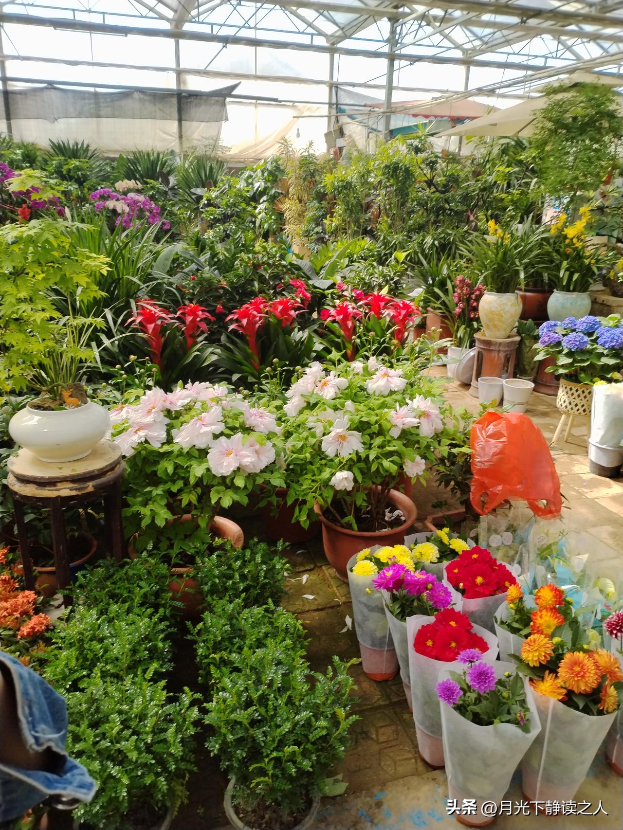 午后花市漫记
 
今天中午趁着阳光正好，我拐去了家附近的花卉市场，一推开门，瞬间