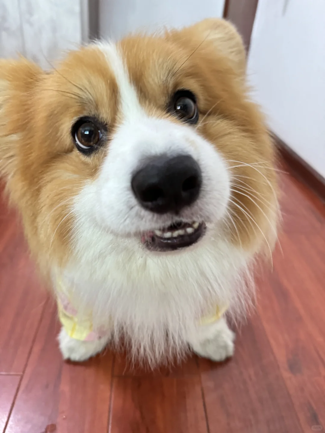 今天是打工🐶啦