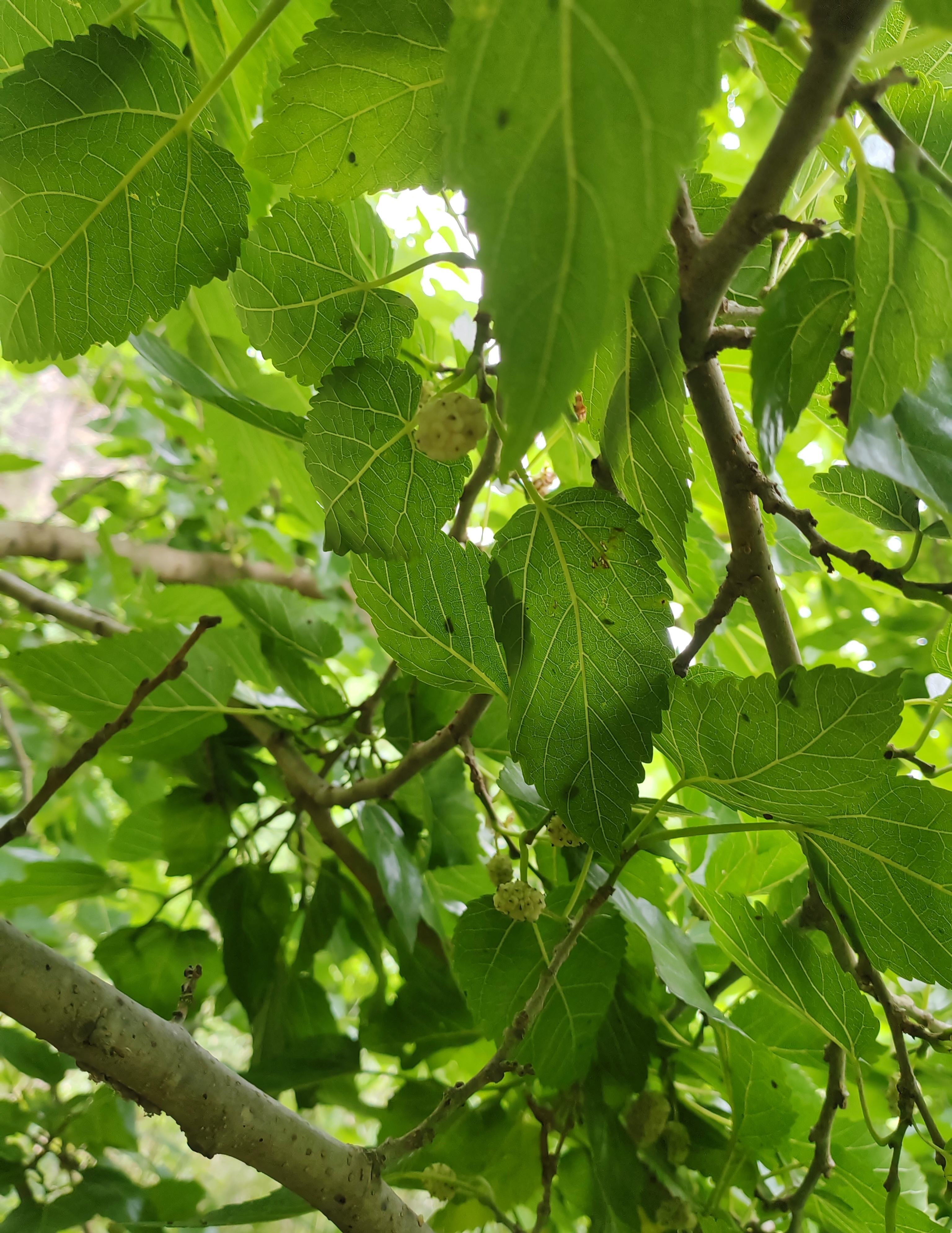 在野路上骑行，发现了野生桑葚树！是桑葚吧！虽然是白色的。 