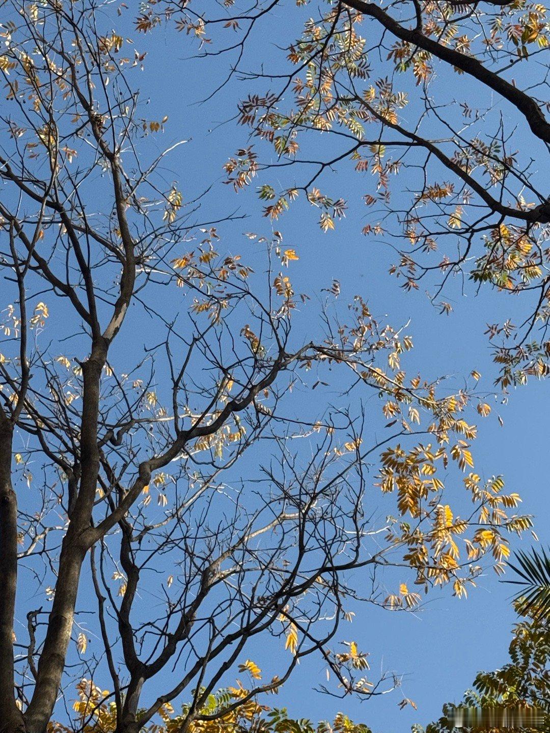 把自己和小狗都养得太好了恭喜这位优雅女士毕业两年半个月速通雅思