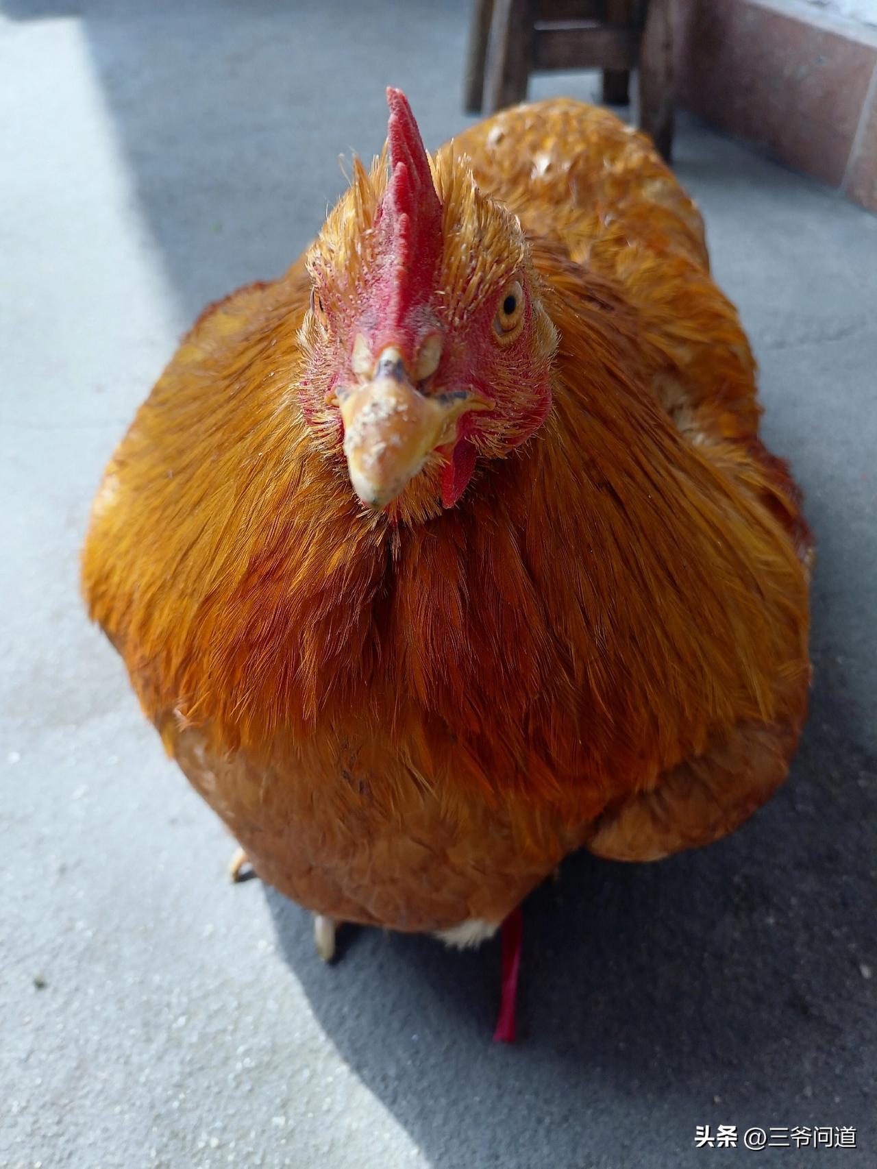 这只鸡羽毛太漂亮了，搞得女儿舍不得吃了，想养着它，关键是这鸡还比较温顺，任由抚摸