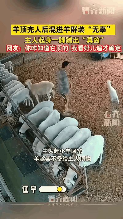 “笑不活了！”辽宁，男子刚把羊群赶回窝，一只羊趁他转身的时候，突然猛地冲上去，把