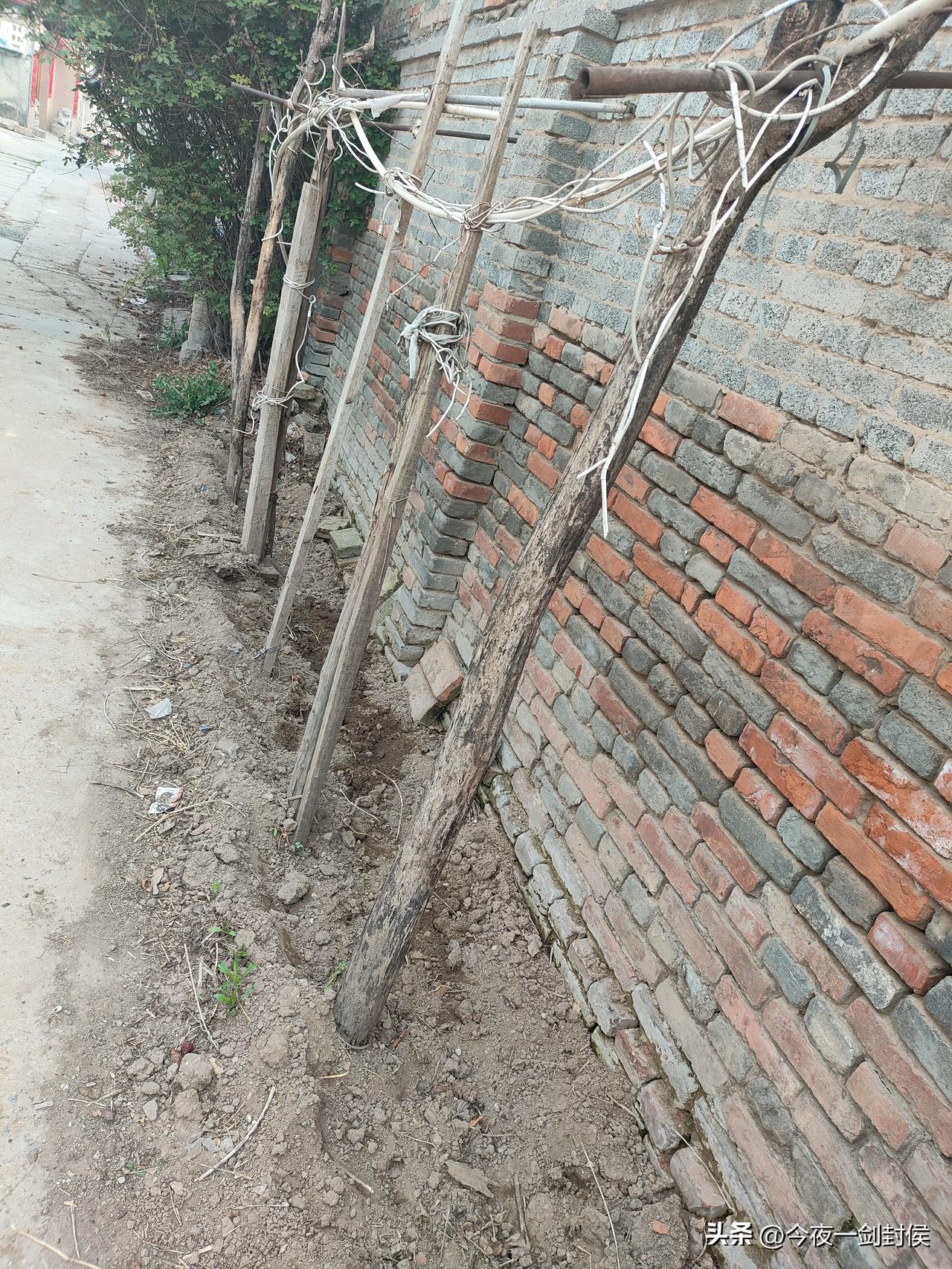 清明前后，种瓜点豆。
母亲开辟的一小块菜地，就在门口的胡同里，在路边，每年种豆角