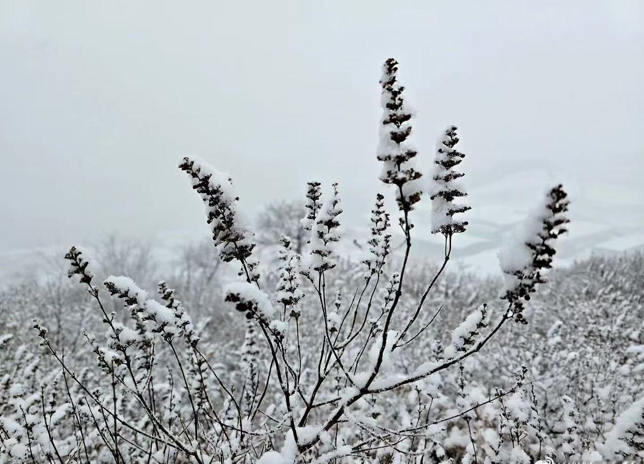 辽宁大连：雪天两茫茫