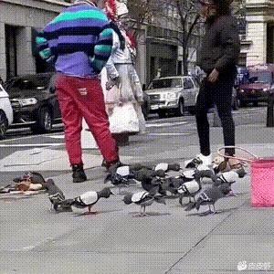 说出去谁信啊，真鸽子竟然被假鸽子给骗了。