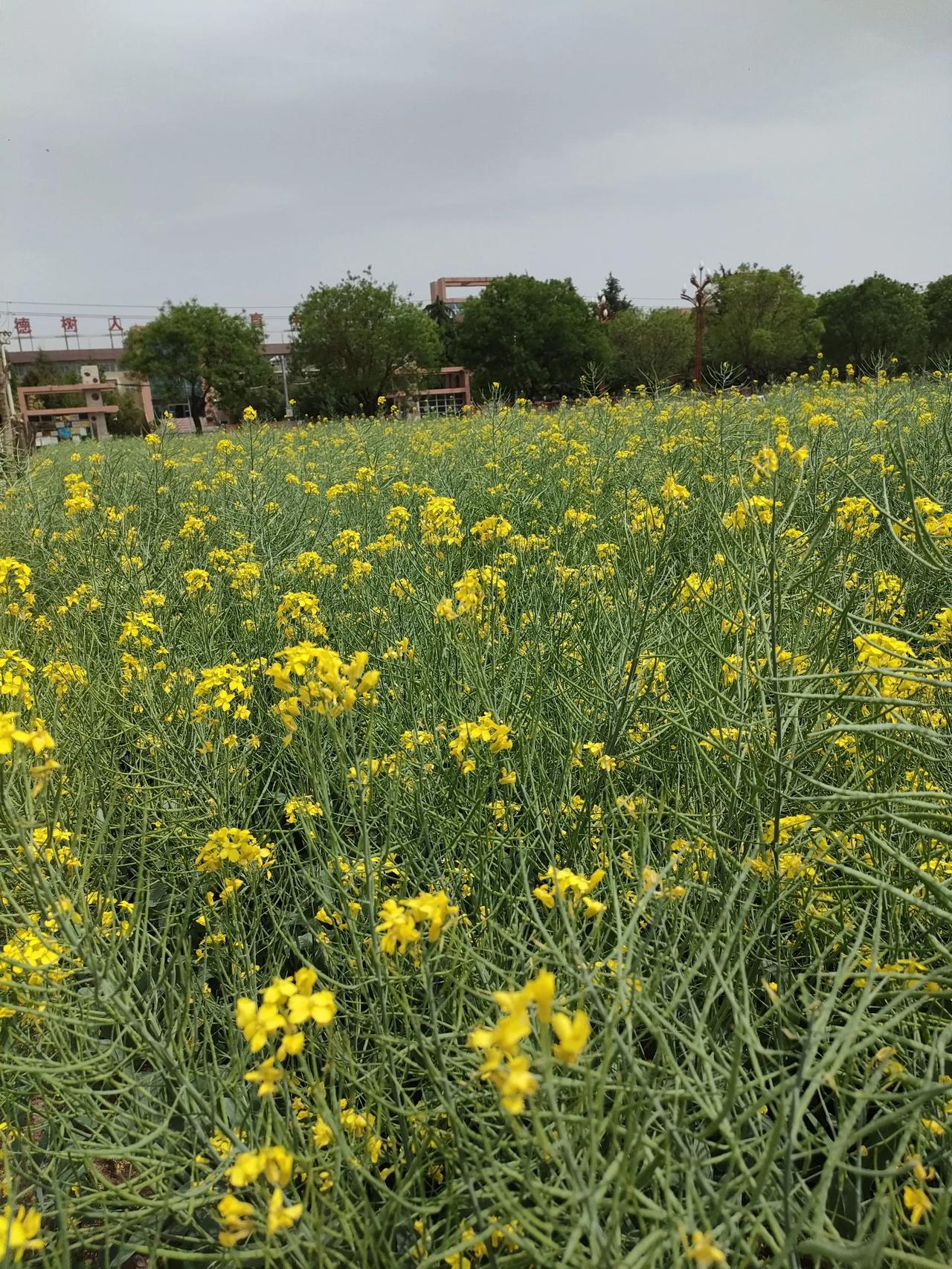 家门口的油菜花也不差，何必舍近求远？新城五小这片油茶花，每天散步都看一遍，从主人
