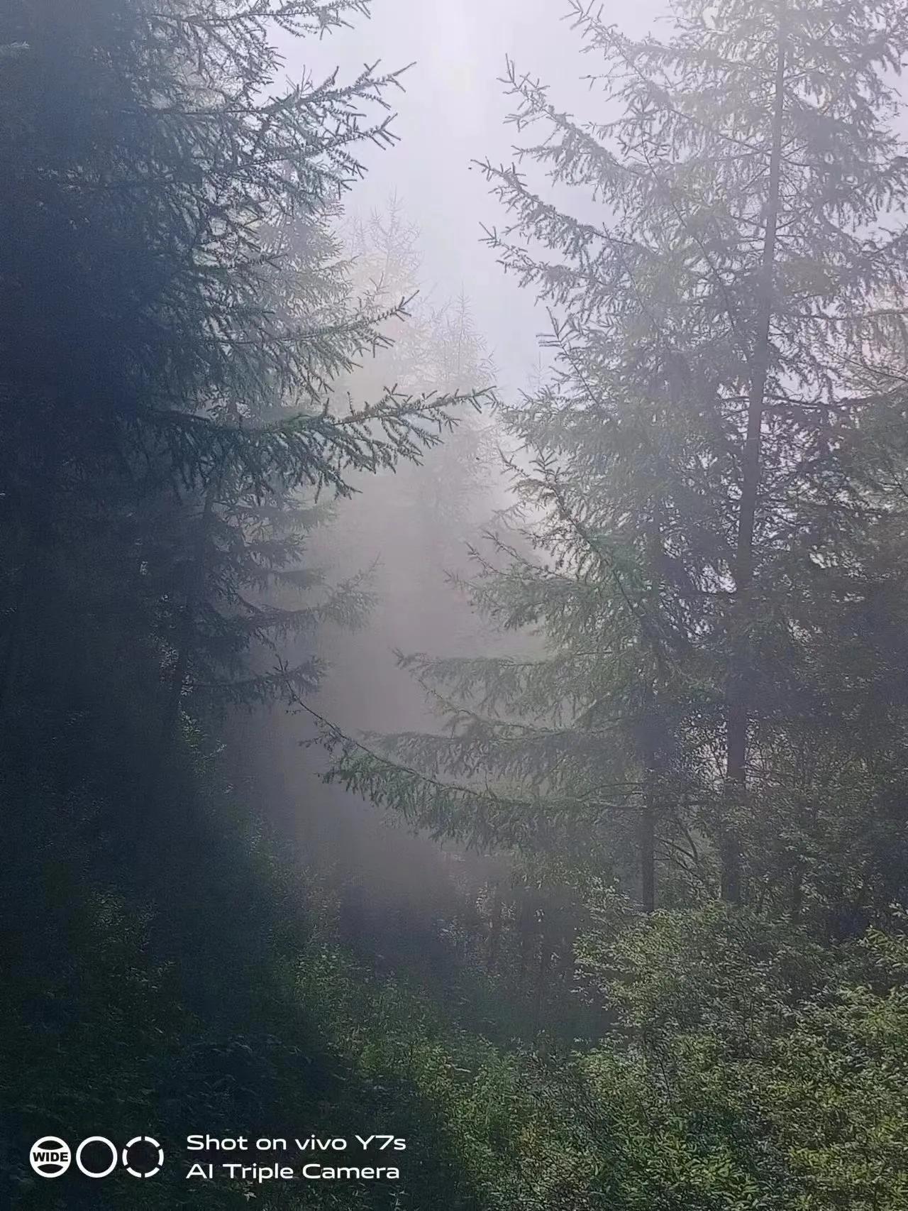 前些年，老家那边鼓励退耕还林，大面积的种植落叶松，那时候也不懂为啥要这样做，好好