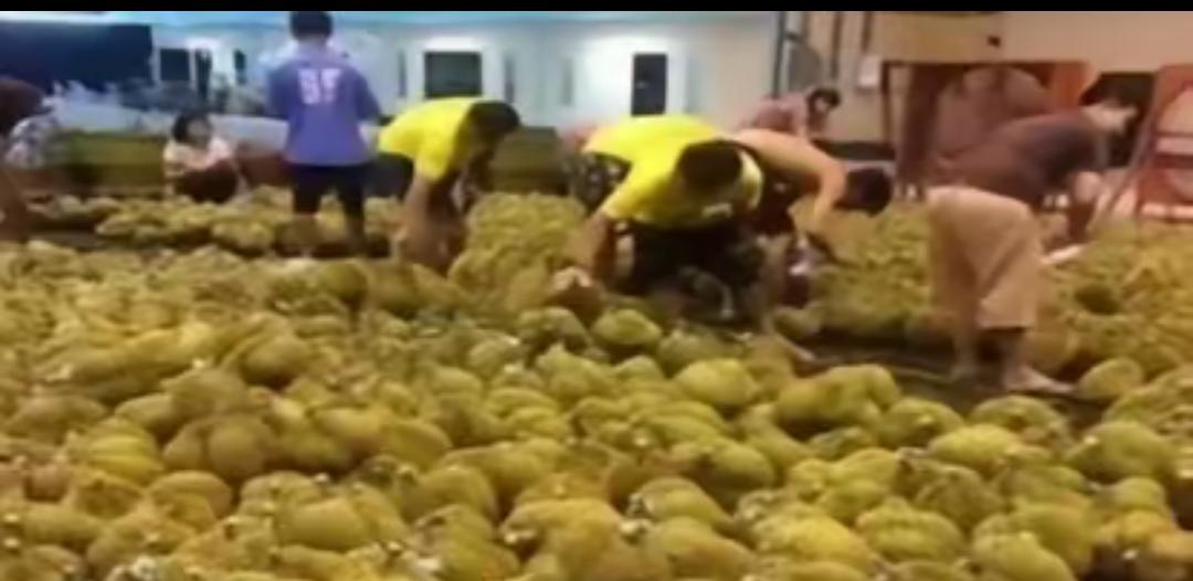 失去中国市场，大量水果烂在地里后，就开始后悔得罪中国了，咱们只能跟他们说，现在知