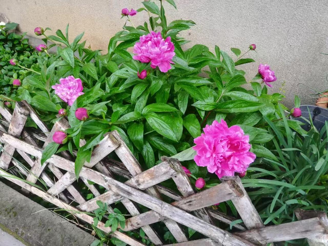 阳台花草近况人间4月天，春光明媚，阳台上的月季又开花了，太美了！