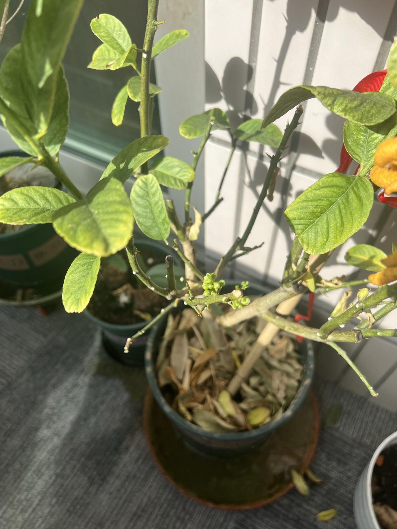 面对被判刑而陷于抑郁的委托人，我会告诉他，人生多点苦难不一定都是坏事：你看，折断