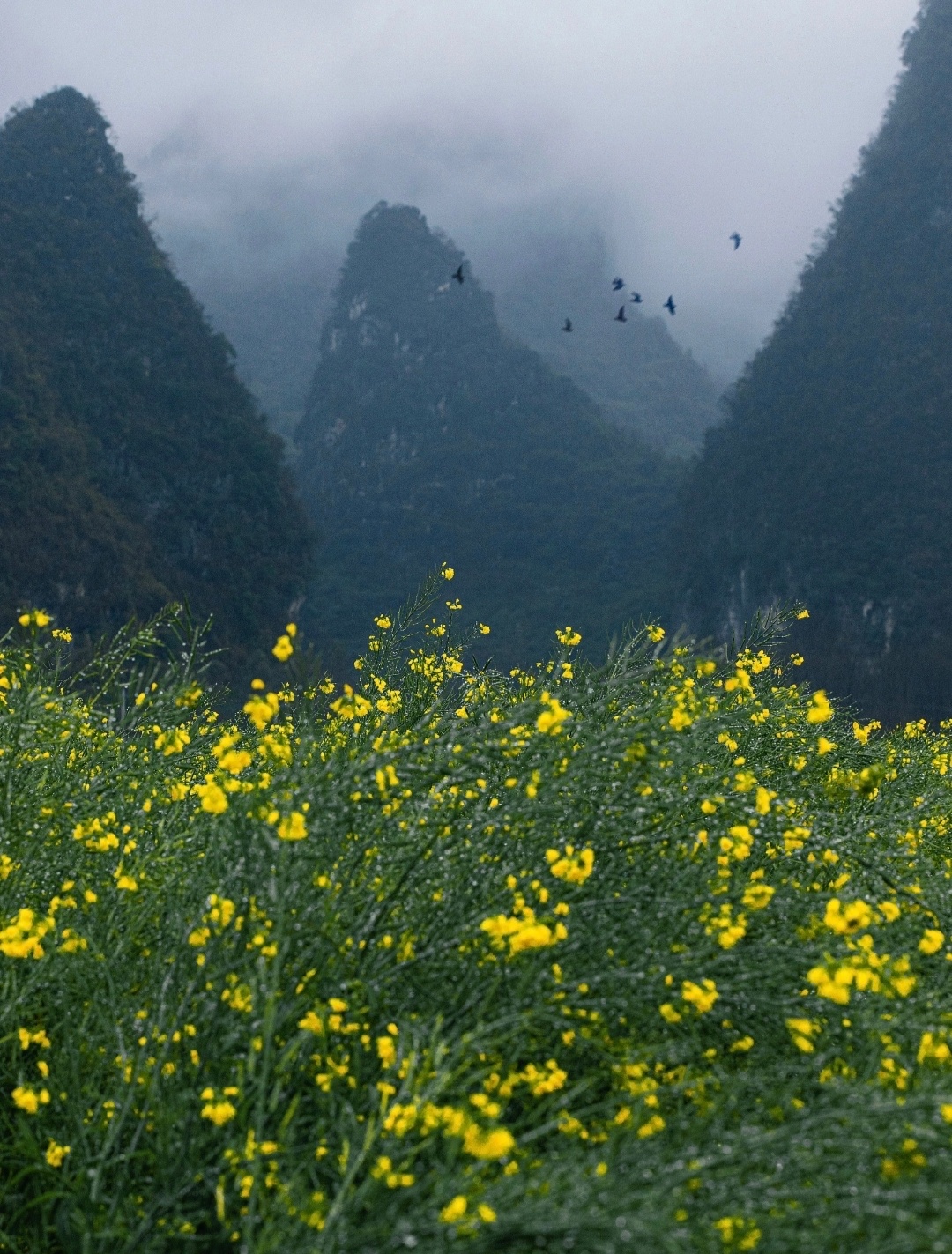 “  春涨一江花雨 …  ”丨摄：小鸭肝 ​​​