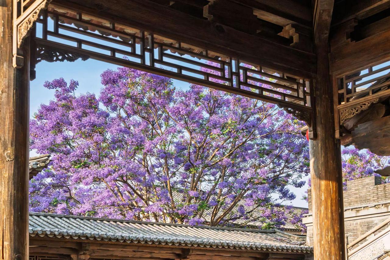 昆明富民上河院蓝花楹。昆明富民上河院蓝花楹