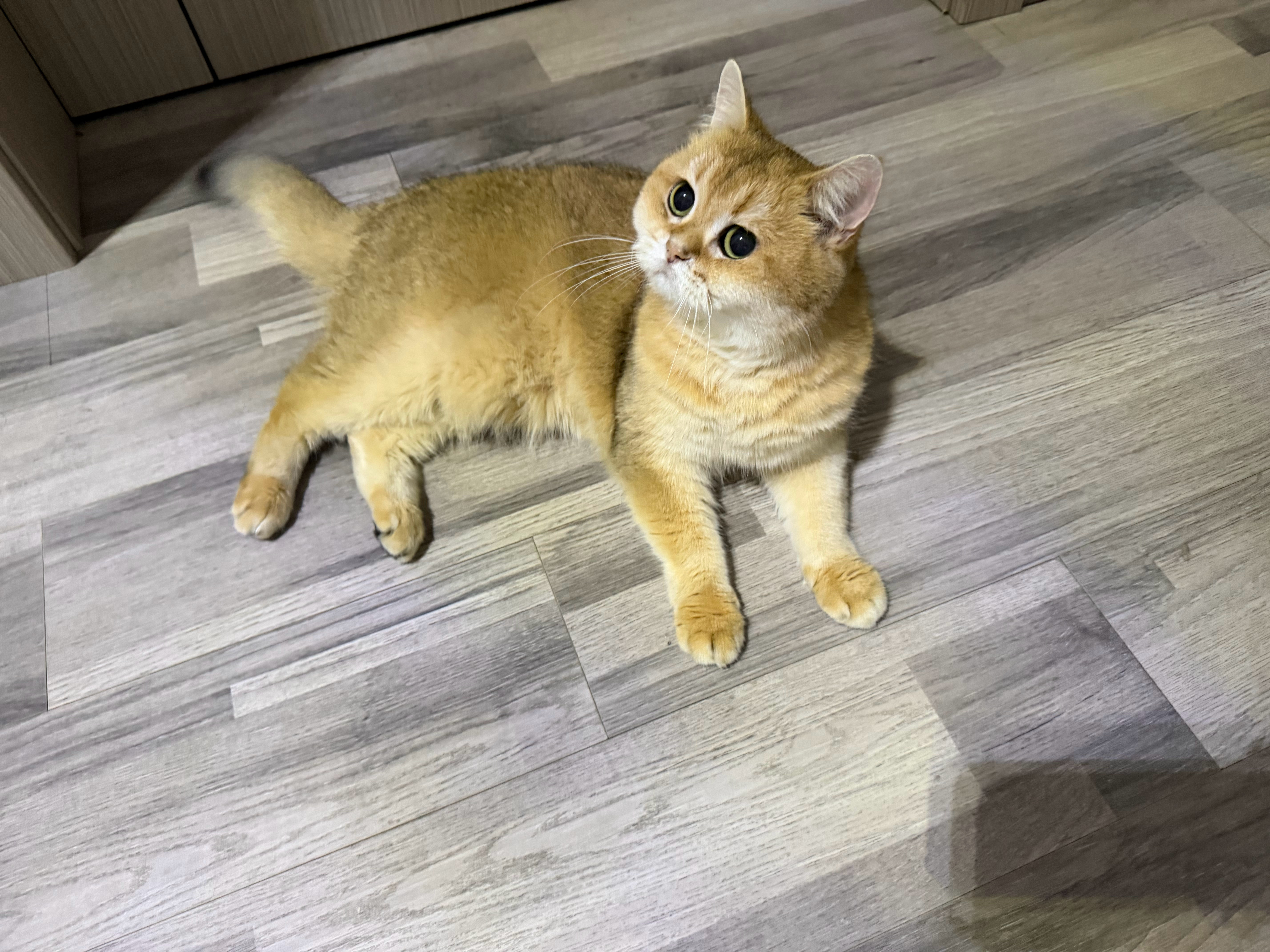 猫宁！咪的赏味期又回来了！又变成了软软萌萌的小咪咪！[期待] ​​​