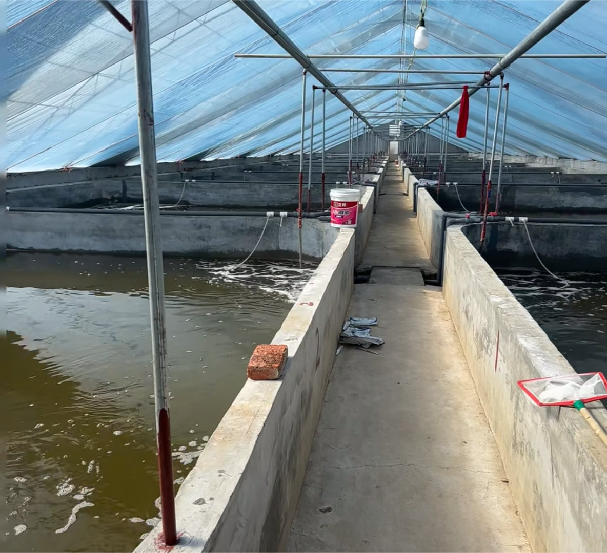 我还是用嘴剥虾吧有的说人虾很脏，不能吃，养虾的地方很脏，不知道真的假的？ 