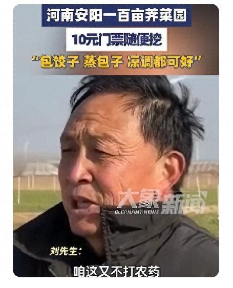 太有头脑了！河南一男子种了100多亩荠菜，由于长势不好，再卖不掉就全烂地里了，为