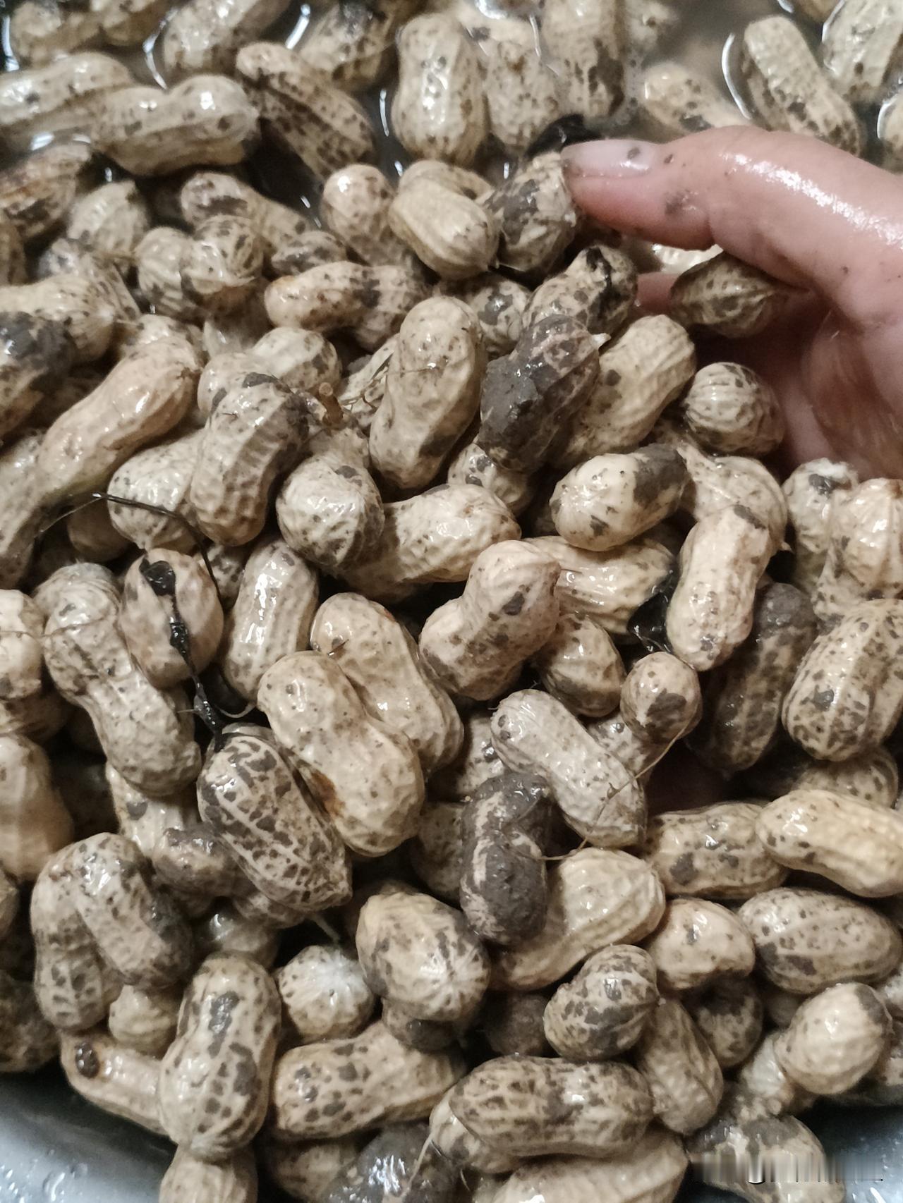 快中秋节了，去田里拔一些花生看看，到底有没有长老，如果长老了，过完中秋节就该收获