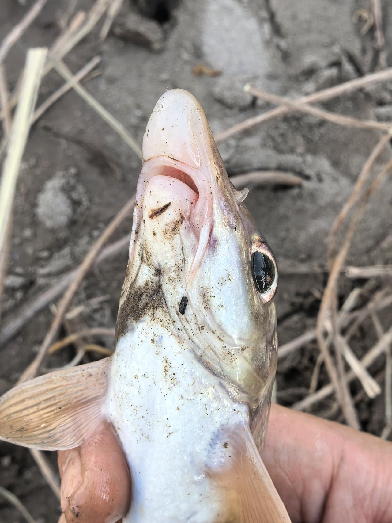 在重庆，一个老乡钓到一个鱼，但是他不确定是啥子鱼，他在问可以熬汤不