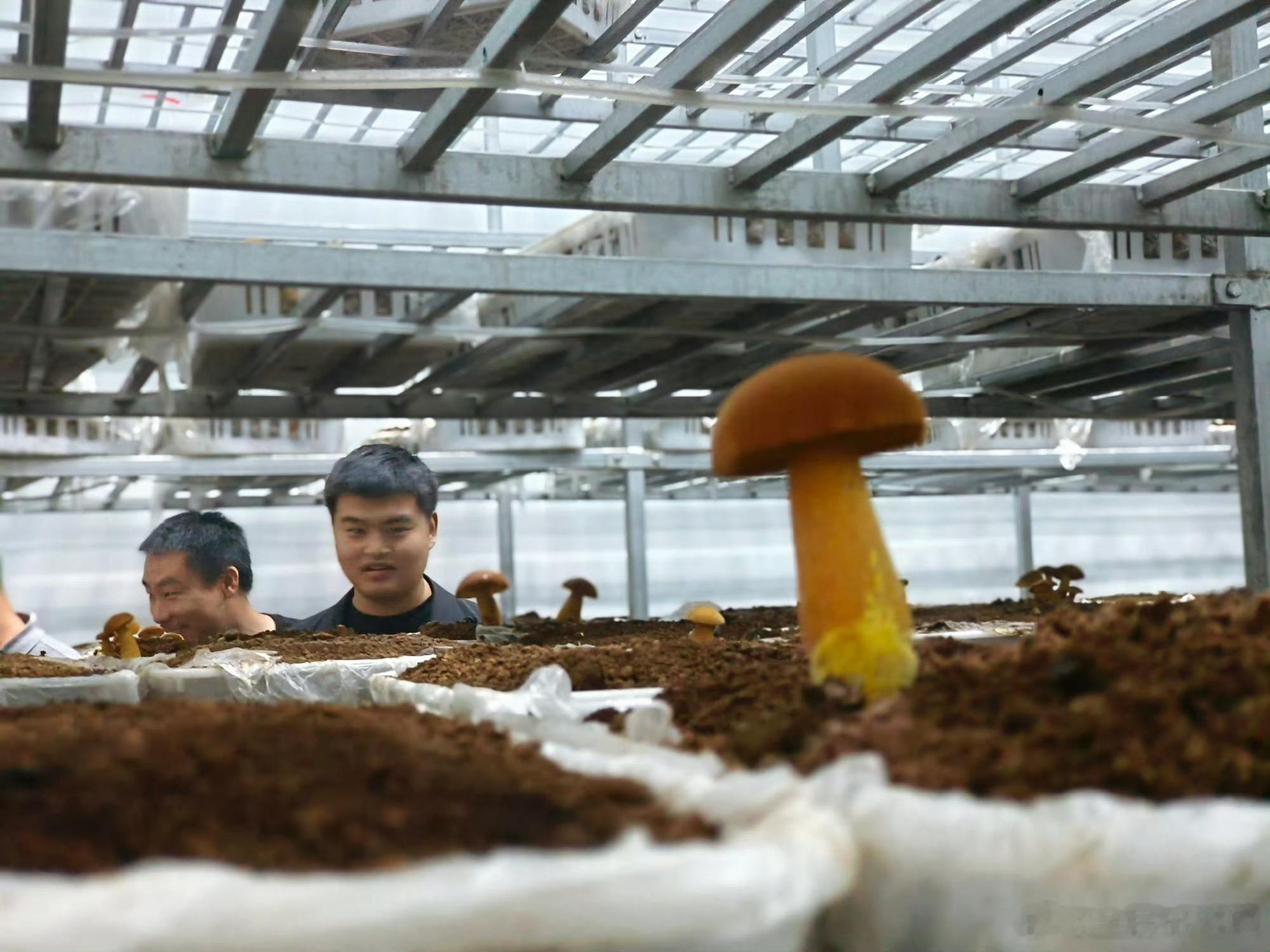 甘肃两当生态兴菌路多元主体共绘生态图景左家乡的食用菌产业并非单打独斗，而是由龙头
