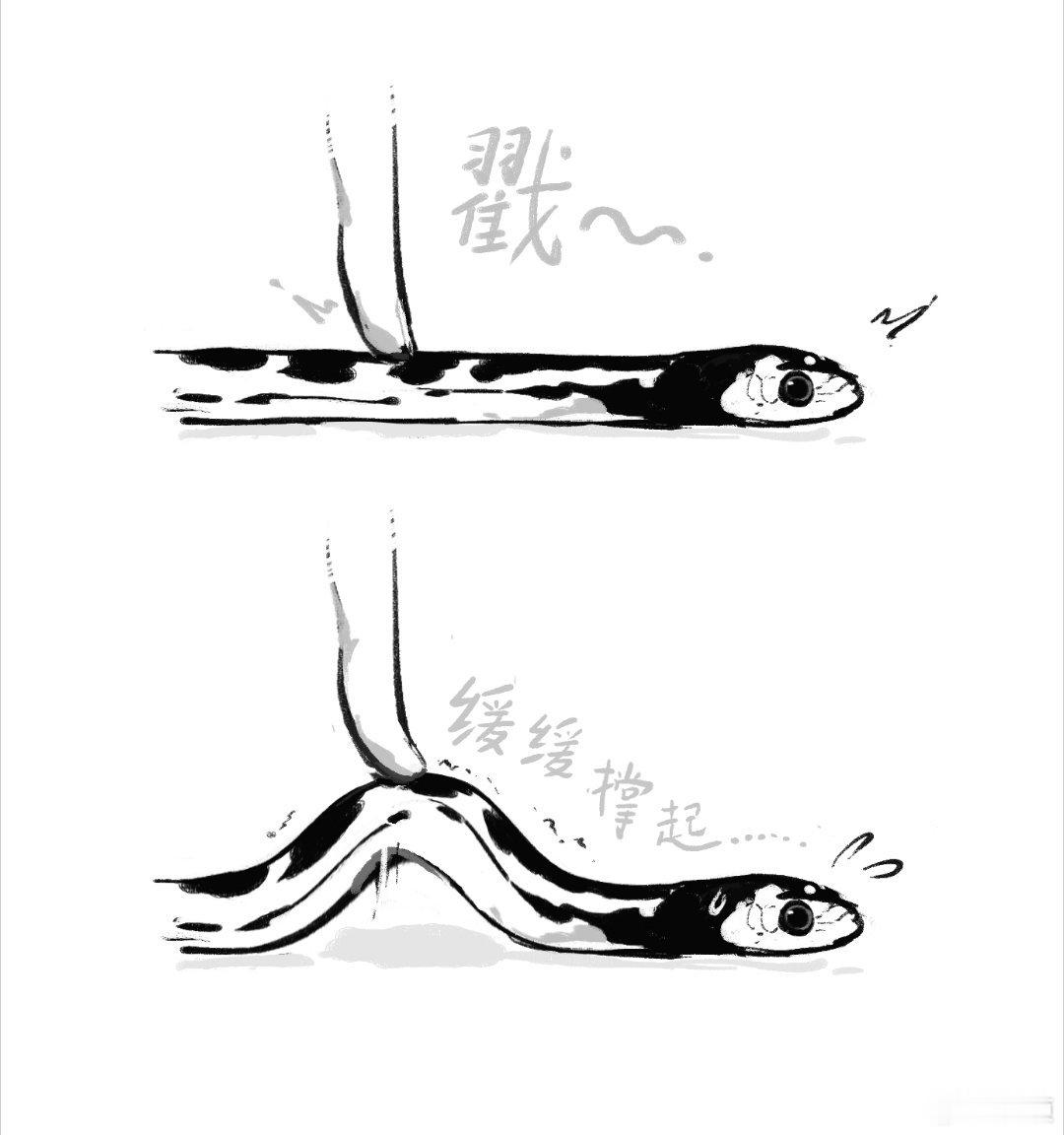 当一根小蛇不想被你摸…… 