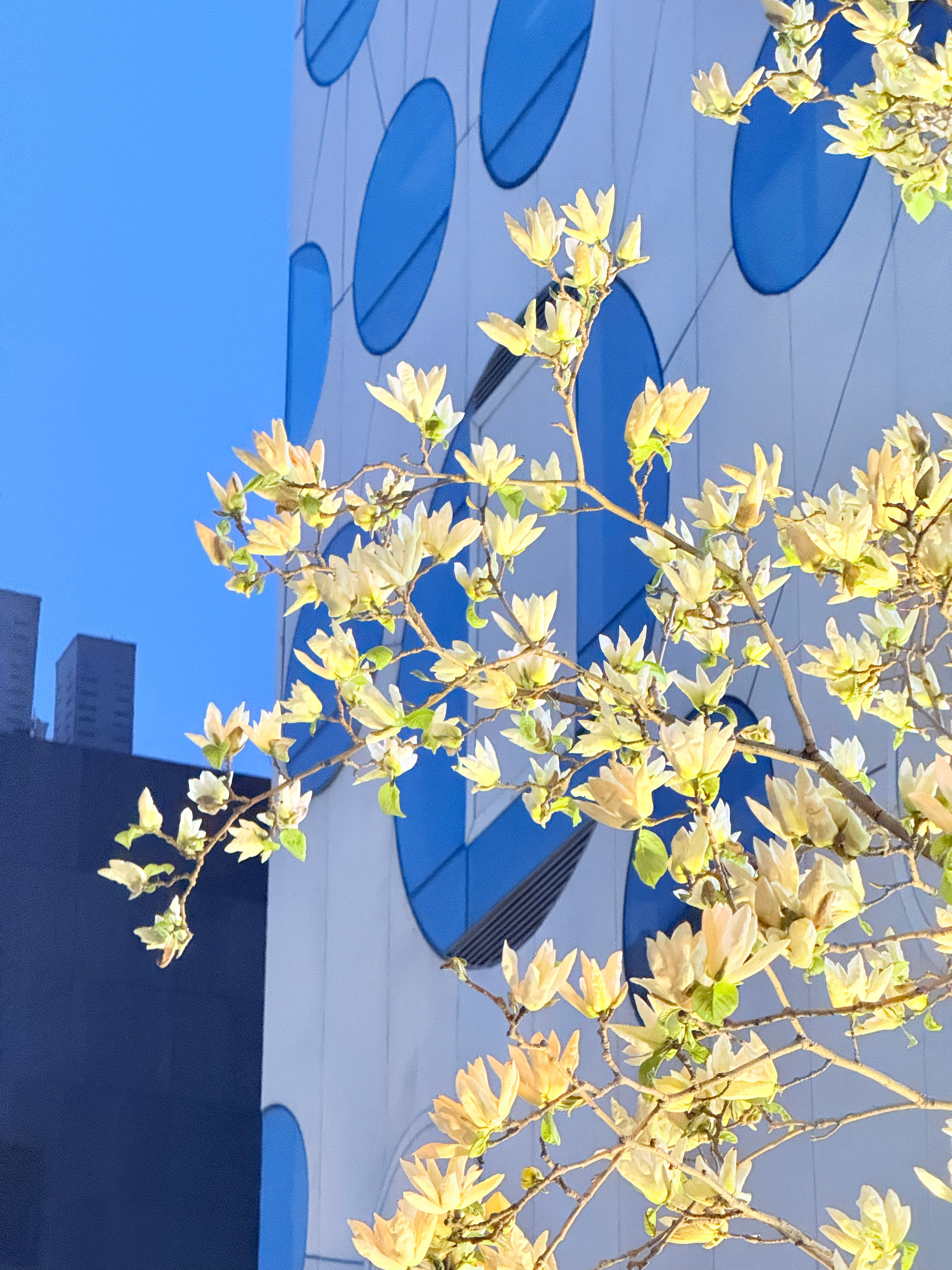 抓住凋落的尾巴 