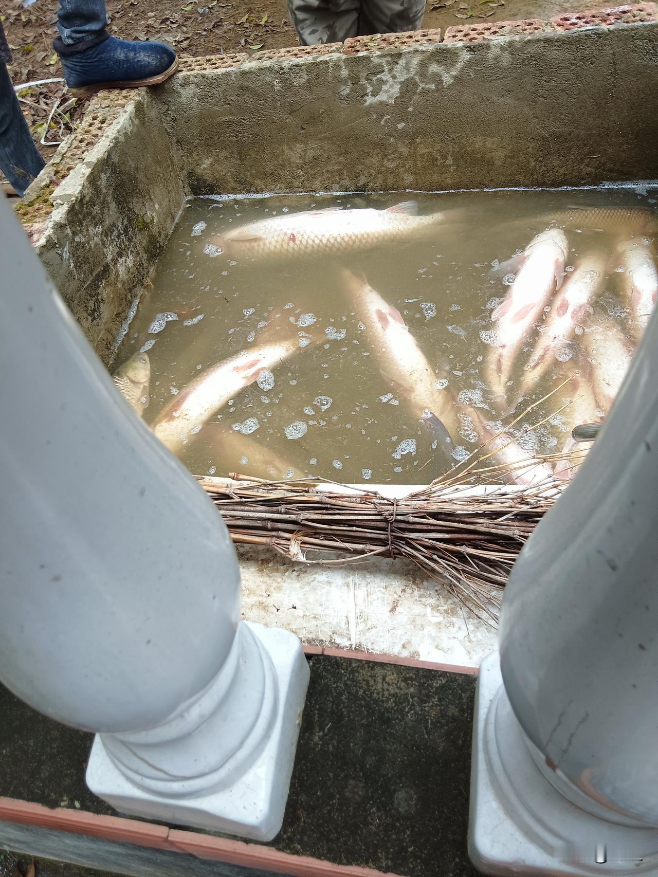 错失万元现金大奖，零陵钓鱼比赛没上大货失手啦。回家开车自己干塘。
干塘捕鱼
 