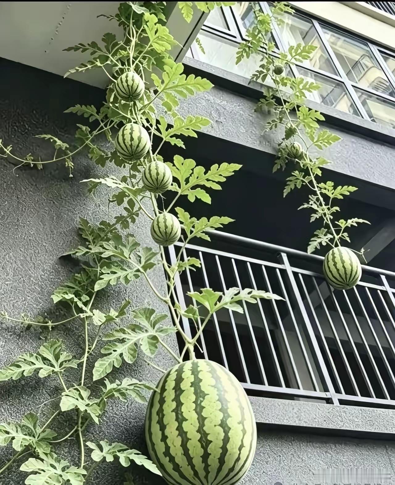 小区有个老太太，怕在家里儿媳嫌弃。只要不刮风下雨。就在楼下的广场里待着，后来才知