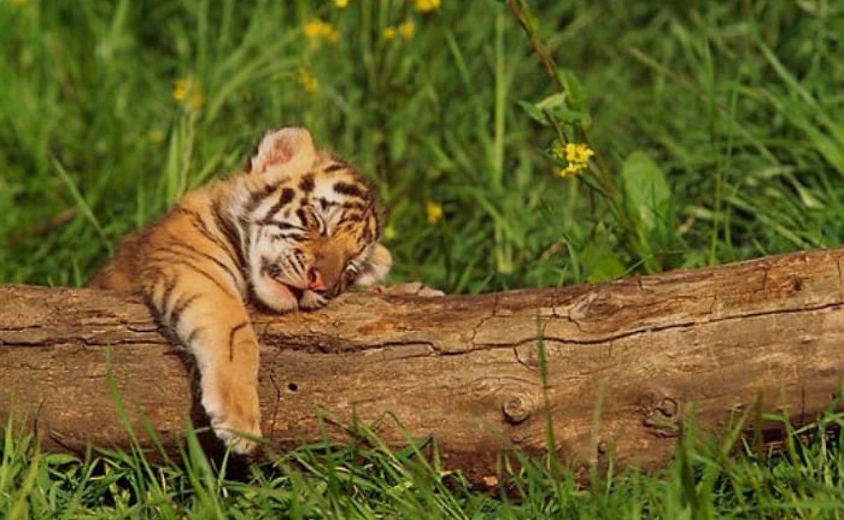 “CB百蓝_。260123李东海 TW更新：睡了 !! 晚安 :)💤💙 