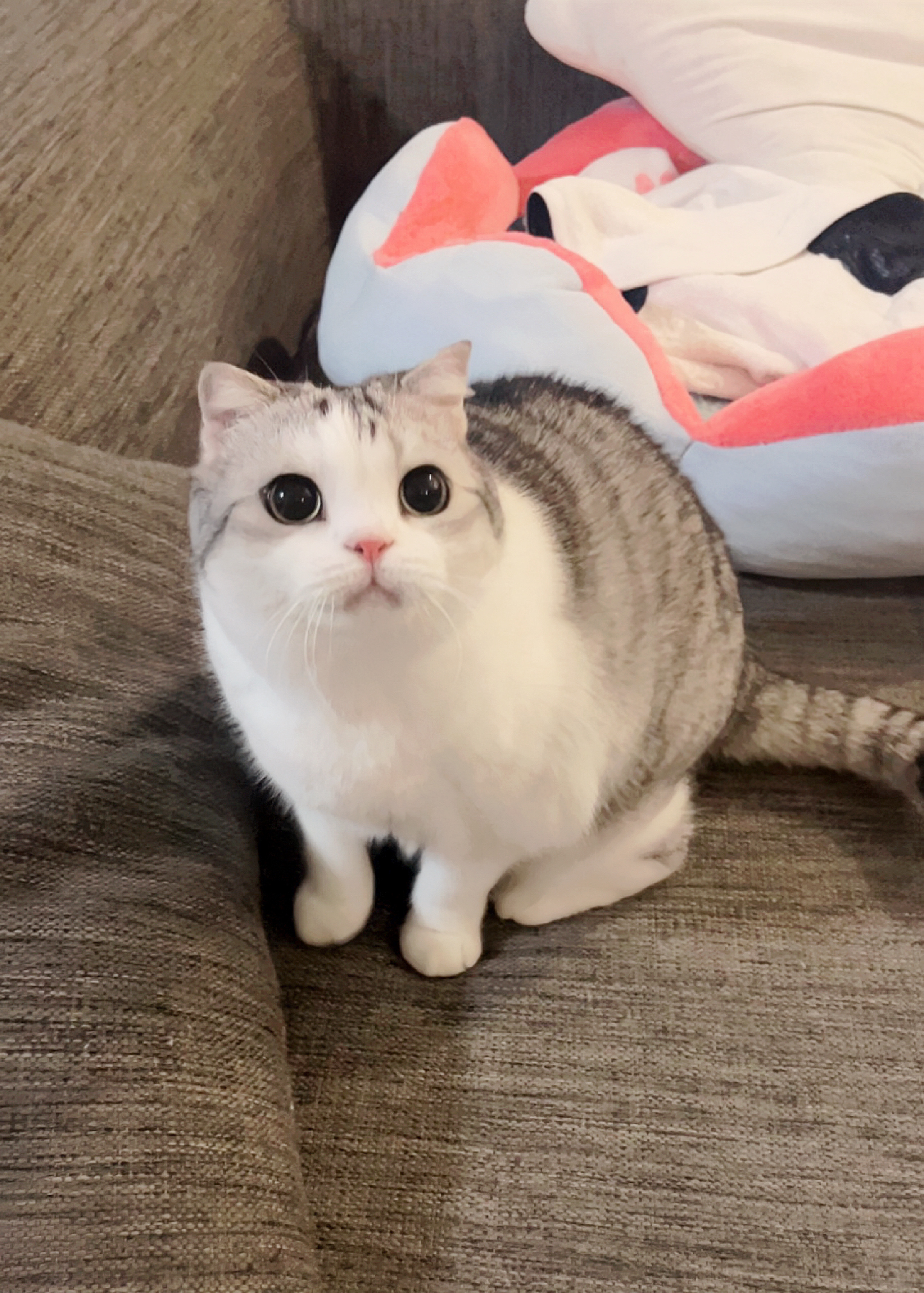 冬至快乐宝宝们～今天吃汤圆儿或者饺子了嘛´༥`#萌宠初冬日记# ​​​