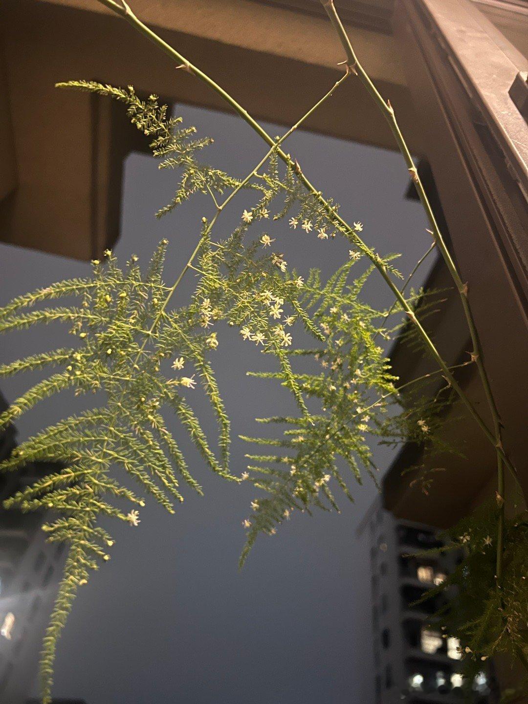 家里云竹开花，希望美好！ ​​​