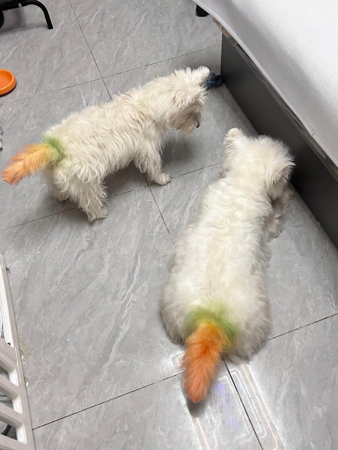 两只胡萝贝狗 ​​​