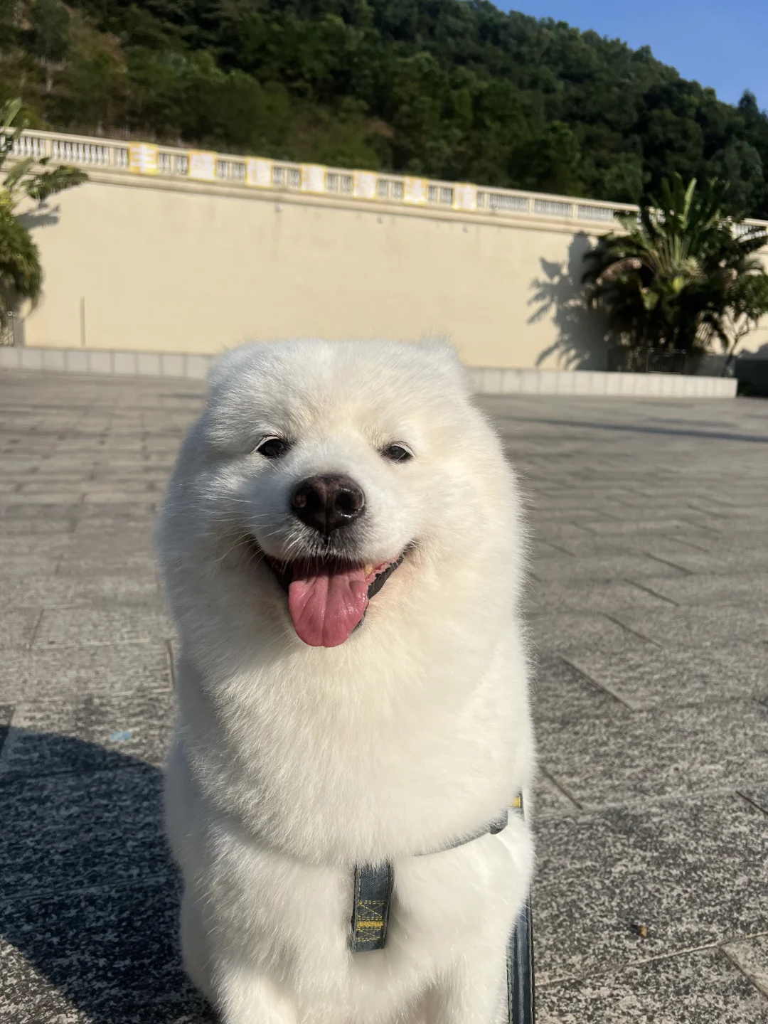 秒变海豹