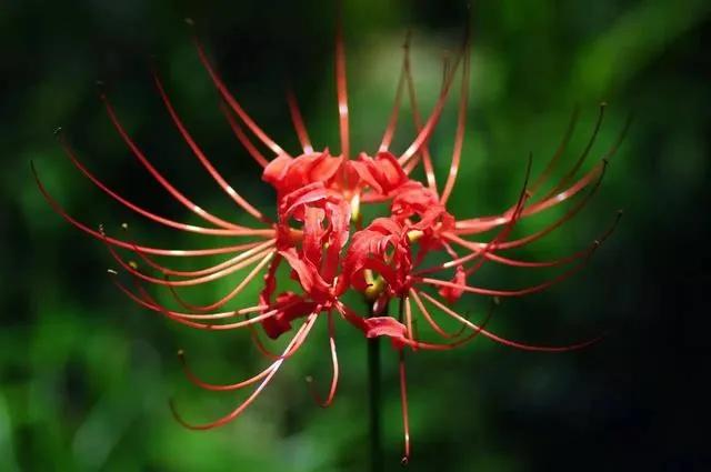 台湾核电项目的启动，直至并网发电，需要较长的时间才能实现。台湾民进党当局当下重启