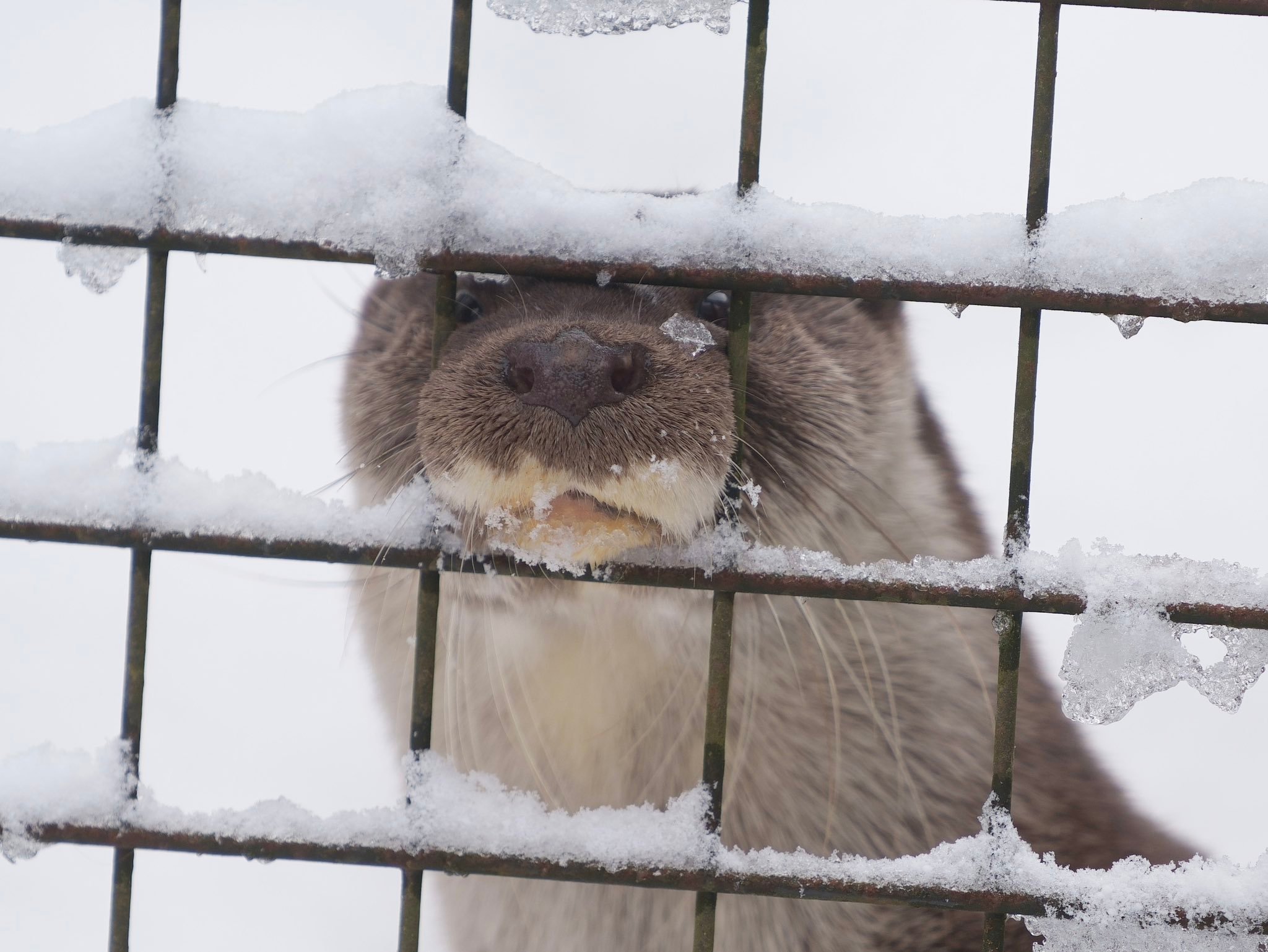 水獭 > <哈哈哈哈獭的嘴筒子也很好品！【推：uso_otter】 